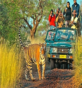Jim Corbett Cab Booking